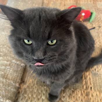 Rescue Domestic Medium Hair Cats for Adoption in New York, New York - Zuco - Part Wolf, All Floof | PetCurious