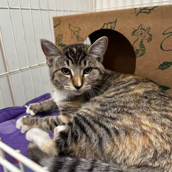 Rescue Domestic Short Hair Cats for Adoption in Priest River, Idaho - Trick | PetCurious