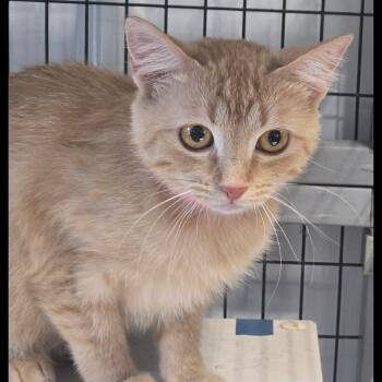 Rescue Domestic Short Hair Cats for Adoption in Corydon, Indiana - Aleah | PetCurious