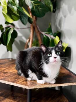 Celexa -  Domestic Short Hair Cat for Adoption in Rixeyville, Virginia - Celexa | PetCurious