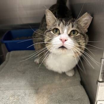 Rescue Domestic Short Hair Cats for Adoption in La Grange Park, Illinois - Reed | PetCurious