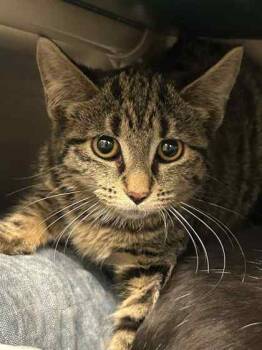 Rescue Domestic Short Hair Cats for Adoption in Munster, Indiana - Roomba | PetCurious