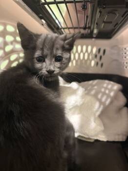 Rescue Domestic Short Hair Cats for Adoption in Harbor Springs, Michigan - Purrl | PetCurious