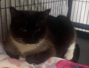 Siamese Cats Available for Adoption in Billings, Montana - Layla | PetCurious