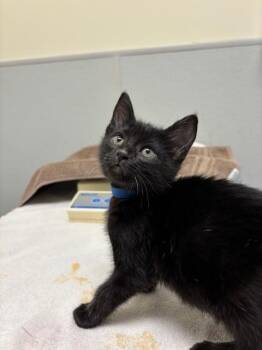 Domestic Short Hair Cats Available for Adoption in Leesburg, Virginia - SHADOW | PetCurious
