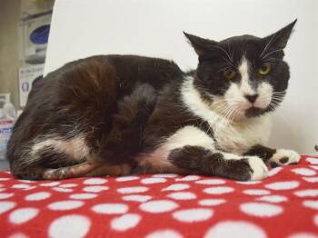 Domestic Short Hair Cats Available for Adoption in Sacramento, California - BARNEY | PetCurious