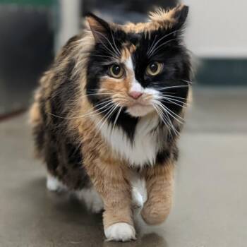 Domestic Long Hair Cats Available for Adoption in Reno, Nevada - Ella | PetCurious