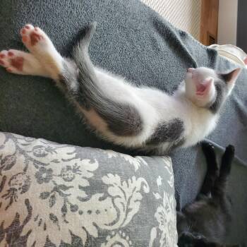 Gougoune -  Domestic Short Hair Cat for Adoption in Sainte-angèle-de-monnoir, Quebec - Gougoune | PetCurious
