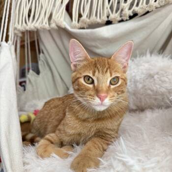 Mango (and Melon) -  Tabby Cat for Adoption in Fort Worth, Texas - Mango (and Melon) | PetCurious
