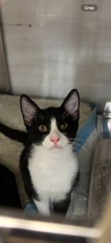 Rescue Domestic Short Hair Cats for Adoption in Morgan Hill, California - Tom | PetCurious