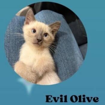 Evil Olive -  Siamese Cat Available for Adoption in Westminster, California - Evil Olive | PetCurious