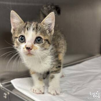 Domestic Short Hair Cats Available for Adoption in Washington, District Of Columbia - Purr | PetCurious