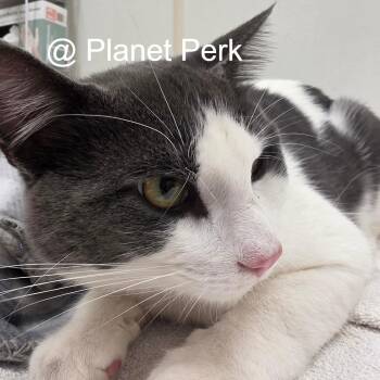 Hubert -  Domestic Short Hair Cat for Adoption in Oshkosh, Wisconsin - Hubert | PetCurious