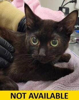 Domestic Short Hair Cats Available for Adoption - Yoohoo | PetCurious