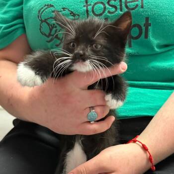 Domestic Short Hair Cats Available for Adoption in Trenton, New Jersey - Natasha | PetCurious
