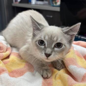 Monique -  Siamese and Domestic Short Hair Cat for Adoption in Oak Park, Illinois - Monique | PetCurious