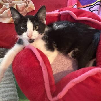 Valentine -  Domestic Short Hair Cat for Adoption in Syracuse, New York - Valentine | PetCurious