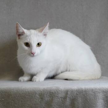 Morgan -  Domestic Short Hair Cat for Adoption in Sunnyvale, California - Morgan | PetCurious