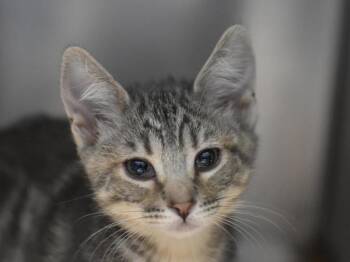 Freckled Mint -  Domestic Short Hair Cat for Adoption in Portland, Oregon - Freckled Mint | PetCurious