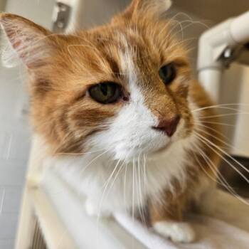 Domestic Long Hair Cats Available for Adoption - Foxtail | PetCurious