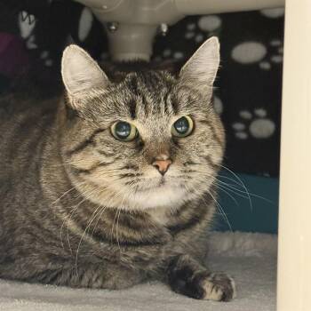 Domestic Short Hair Cats Available for Adoption - MIMI | PetCurious