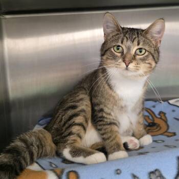 Domestic Short Hair Cats Available for Adoption - Winston | PetCurious