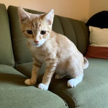 Crush -  Domestic Short Hair Cat for Adoption in MS STATE UNIV, Mississippi - Crush | PetCurious