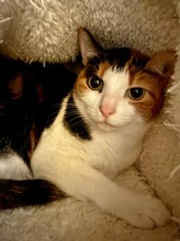 Domestic Short Hair Cats Available for Adoption - Cali | PetCurious