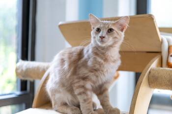 Rescue Siberian Cats for Adoption in Chicago, Illinois - Duke | PetCurious