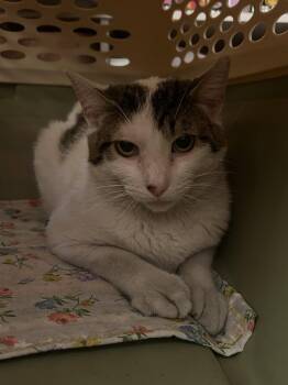 Porkchop -  Domestic Short Hair Cat for Adoption in Trenton, New Jersey - Porkchop | PetCurious