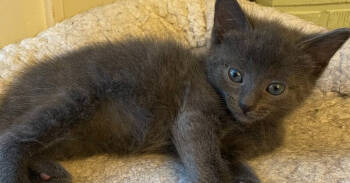 Rescue Domestic Short Hair Cats for Adoption in Lake Ronkonkoma, New York - Thai | PetCurious