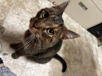 Rescue Domestic Short Hair Cats for Adoption in Mineral Point, Wisconsin - Nutella | PetCurious