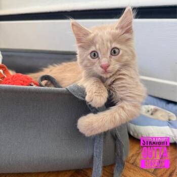 Checkers -  Domestic Long Hair Cat for Adoption in Vancouver, British Columbia - Checkers | PetCurious