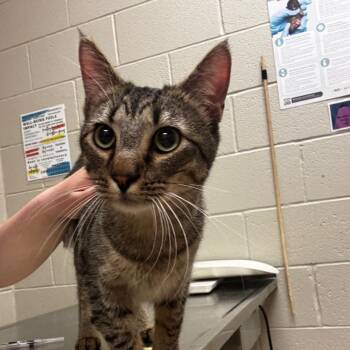 French Toast -  Domestic Short Hair Cat for Adoption in Bristol, Indiana - French Toast | PetCurious