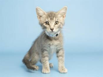 MONTY -  Domestic Short Hair Cat for Adoption in Phoenix, Arizona - MONTY | PetCurious