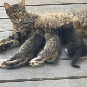 Domestic Short Hair Cats Available for Adoption in Boerne, Texas - Lady Liberty | PetCurious