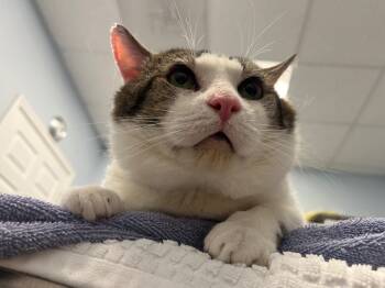 Rescue Domestic Short Hair Cats for Adoption in Raleigh, North Carolina - Fento | PetCurious