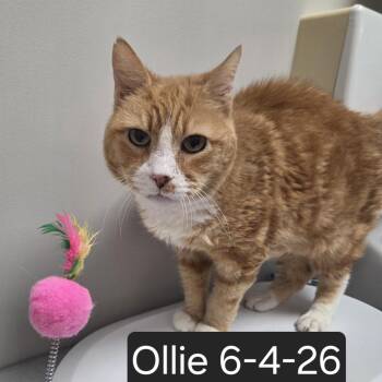 Ollie -  Domestic Short Hair Cat for Adoption in Snow Hill, North Carolina - Ollie | PetCurious
