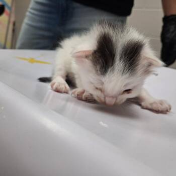 Corbin -  American Shorthair Cat for Adoption in Lufkin, Texas - Corbin | PetCurious