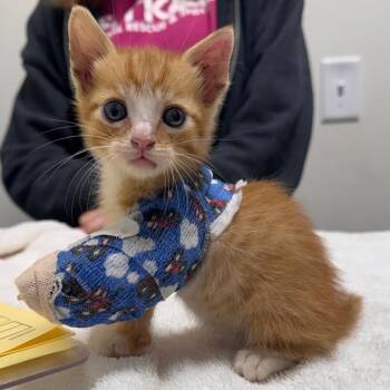 Squeak -  Domestic Short Hair Cat for Adoption in Cumming, Georgia - Squeak | PetCurious