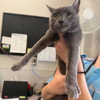 Domestic Short Hair Cats Available for Adoption in Columbiana, Alabama - Khal Drogo | PetCurious