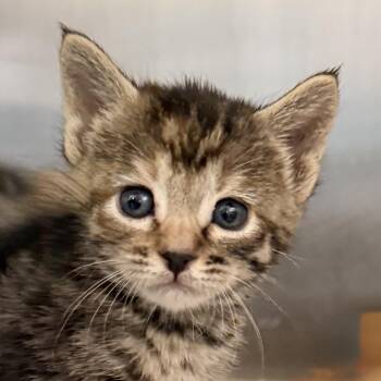 Hoodude Voodoo -  Domestic Short Hair Cat for Adoption in Palm Springs, California - Hoodude Voodoo | PetCurious