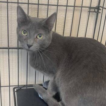 Panther -  Domestic Medium Hair Cat for Adoption in Cleveland, Mississippi - Panther | PetCurious
