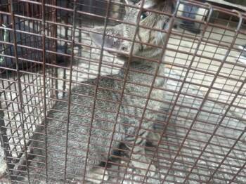 CHRISTOPHER -  Domestic Short Hair Cat for Adoption in Houston, Texas - CHRISTOPHER | PetCurious