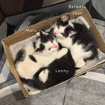 Domestic Short Hair Cats Available for Adoption - Barbara Jean | PetCurious