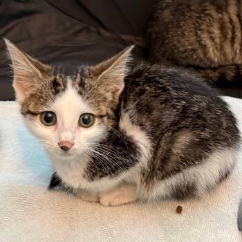 Jill -  Domestic Short Hair Cat for Adoption in Franklin, Tennessee - Jill | PetCurious