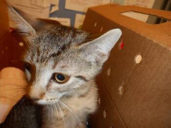 A1406959 -  Domestic Short Hair Cat for Adoption in San Jose, California - A1406959 | PetCurious