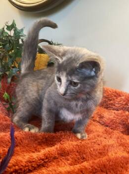 Sophie -  Dilute Calico Cat for Adoption in Taylor, Michigan - Sophie | PetCurious