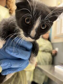 Domestic Medium Hair Cats Available for Adoption - JOJO | PetCurious