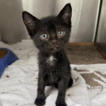 Fleur -  Domestic Short Hair Cat for Adoption in Hattiesburg, Mississippi - Fleur | PetCurious